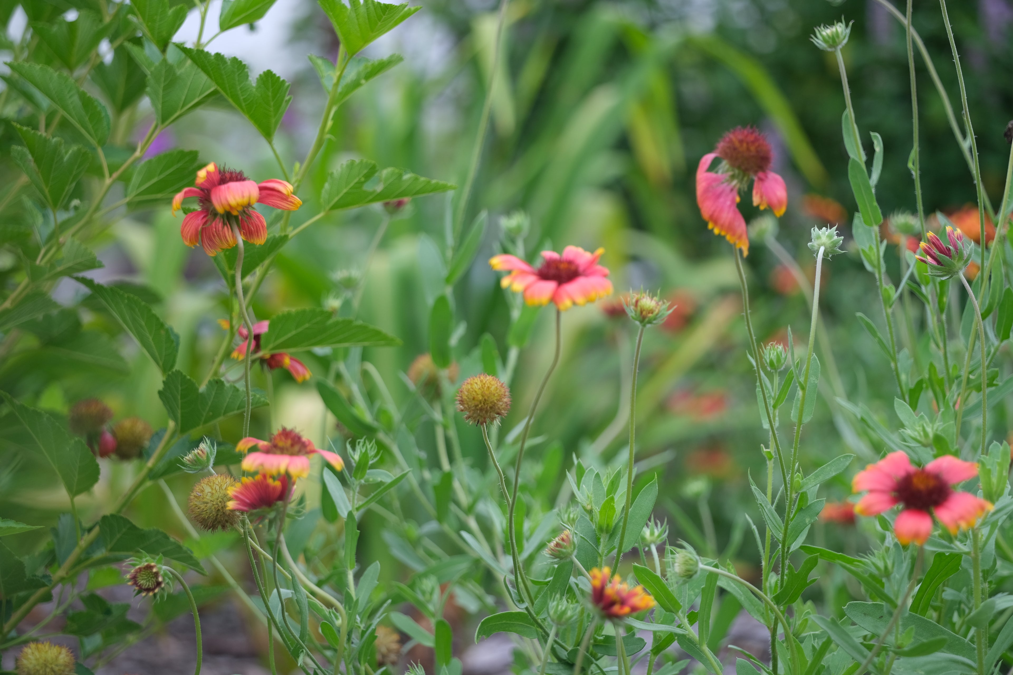 Gaillardia blanket flower blooms