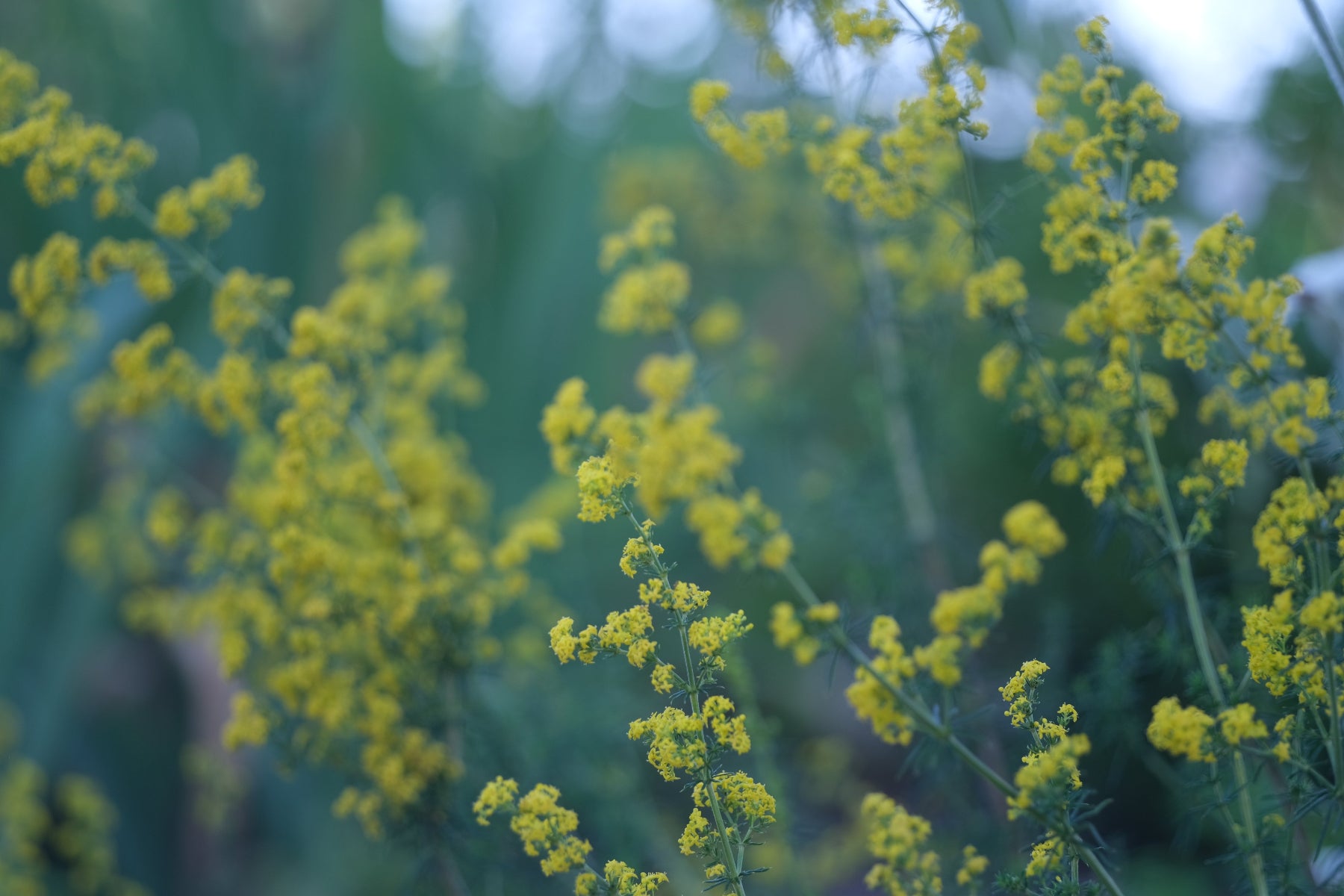 Yellow Galium verum, commonly known as yellow bedstraw, blooms against a blurred green background