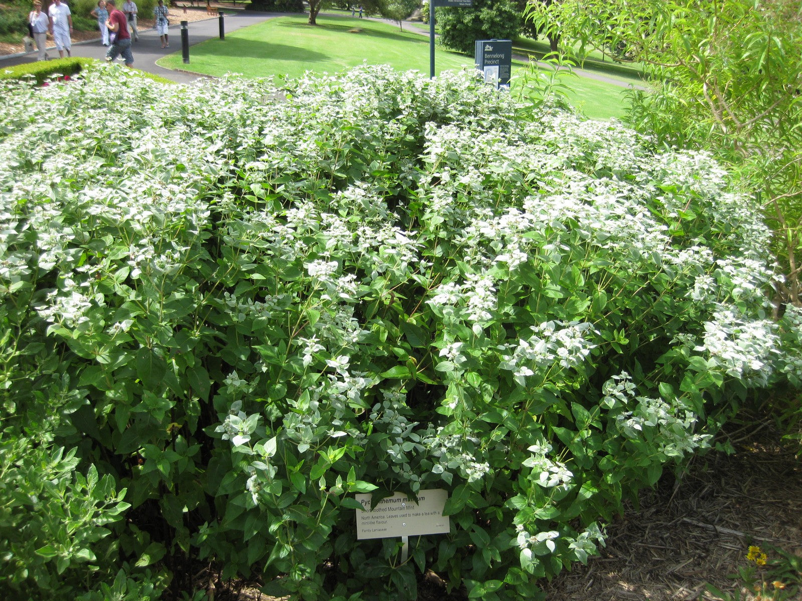 Pycnanthemum muticum (clustered mountain mint) in bloom