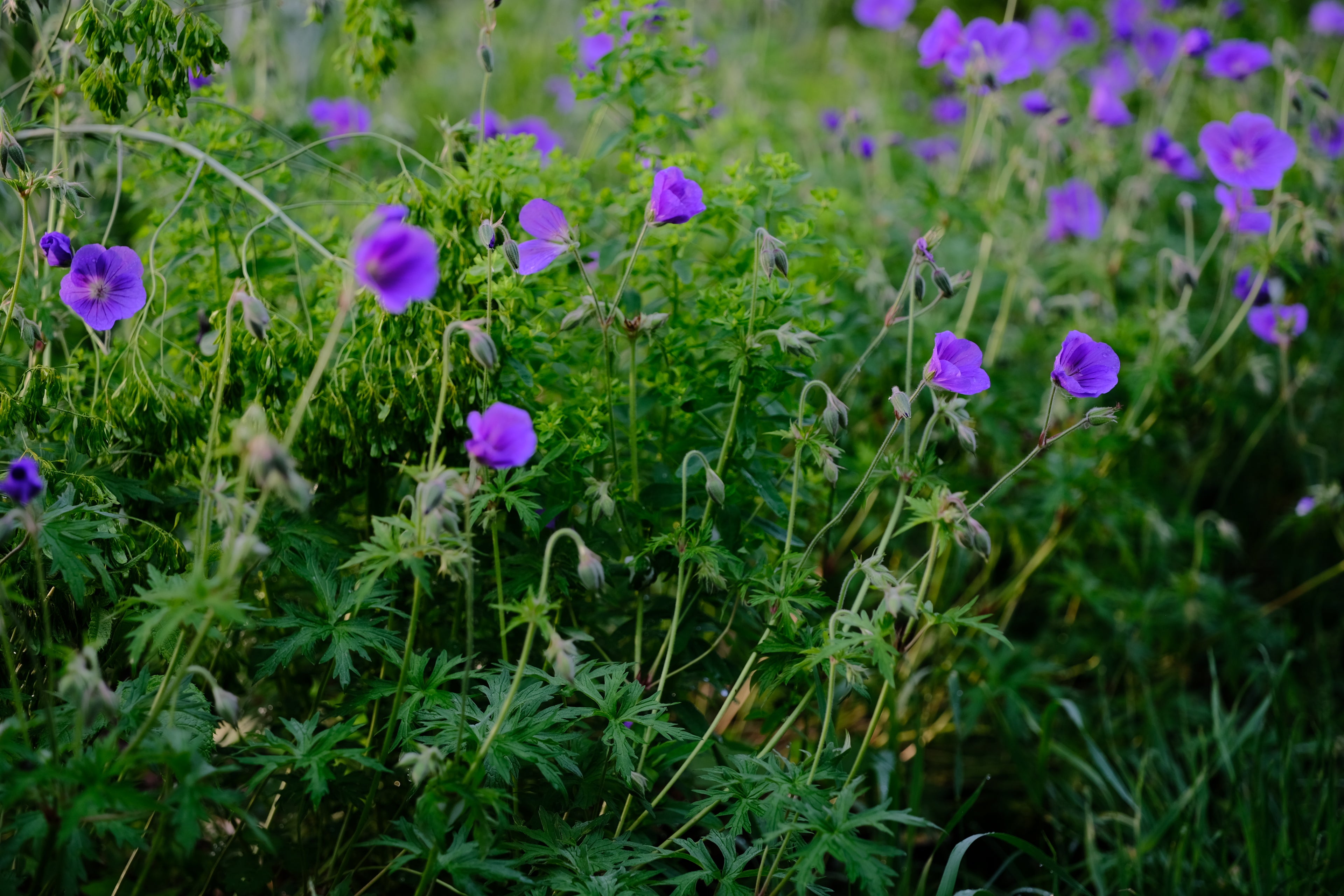 Eurphorbia corallioides with geranium