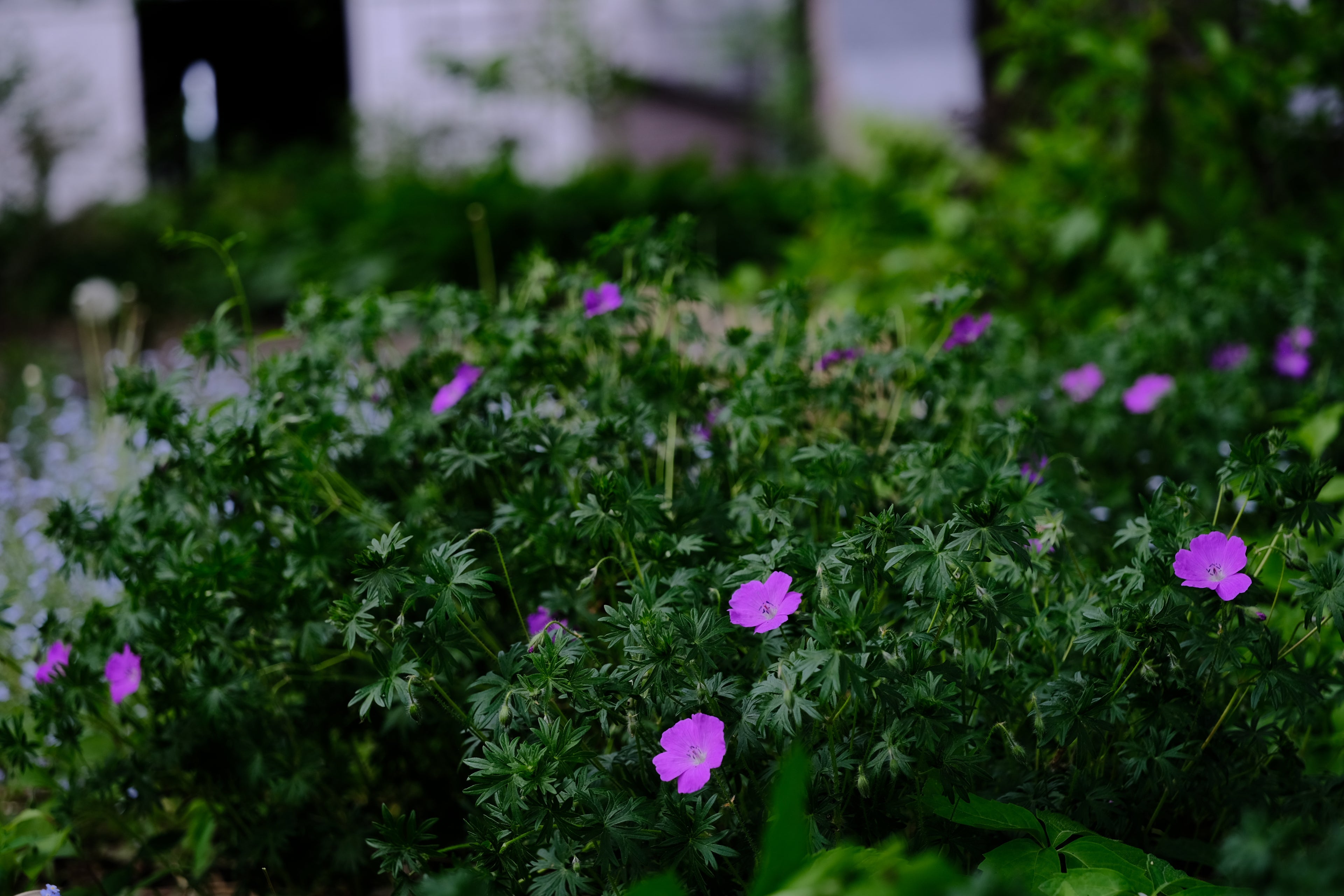 Geranium sanguineum blooming in May at The Old Dairy Nursery