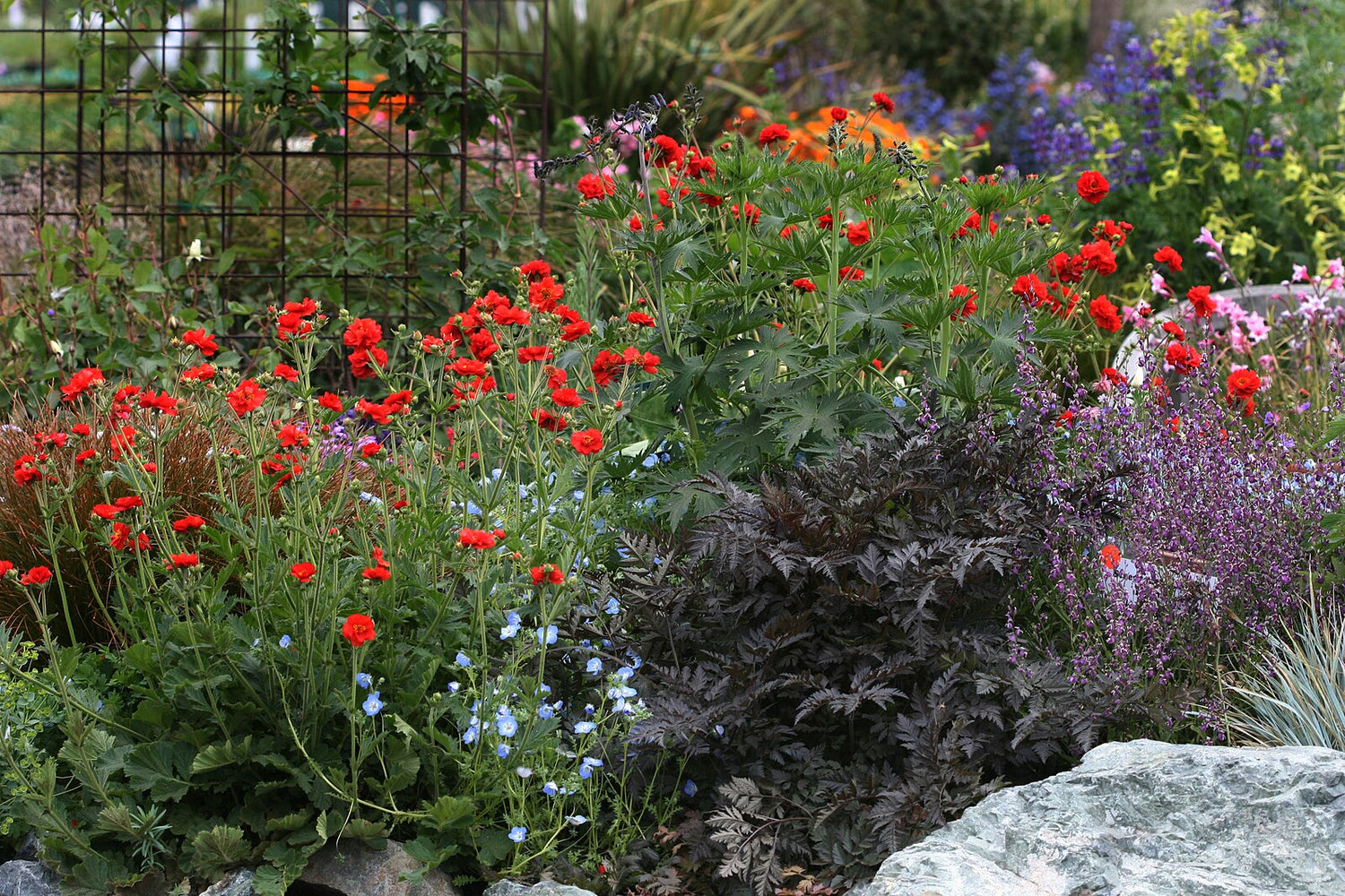 Garden with red Geum chiloense &