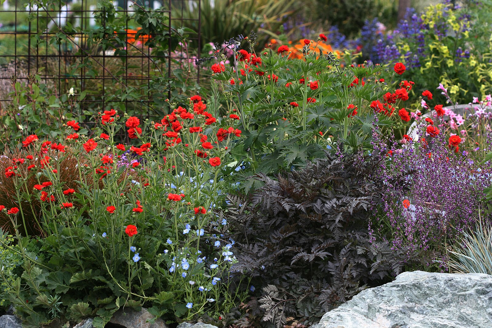 Garden with red Geum chiloense &