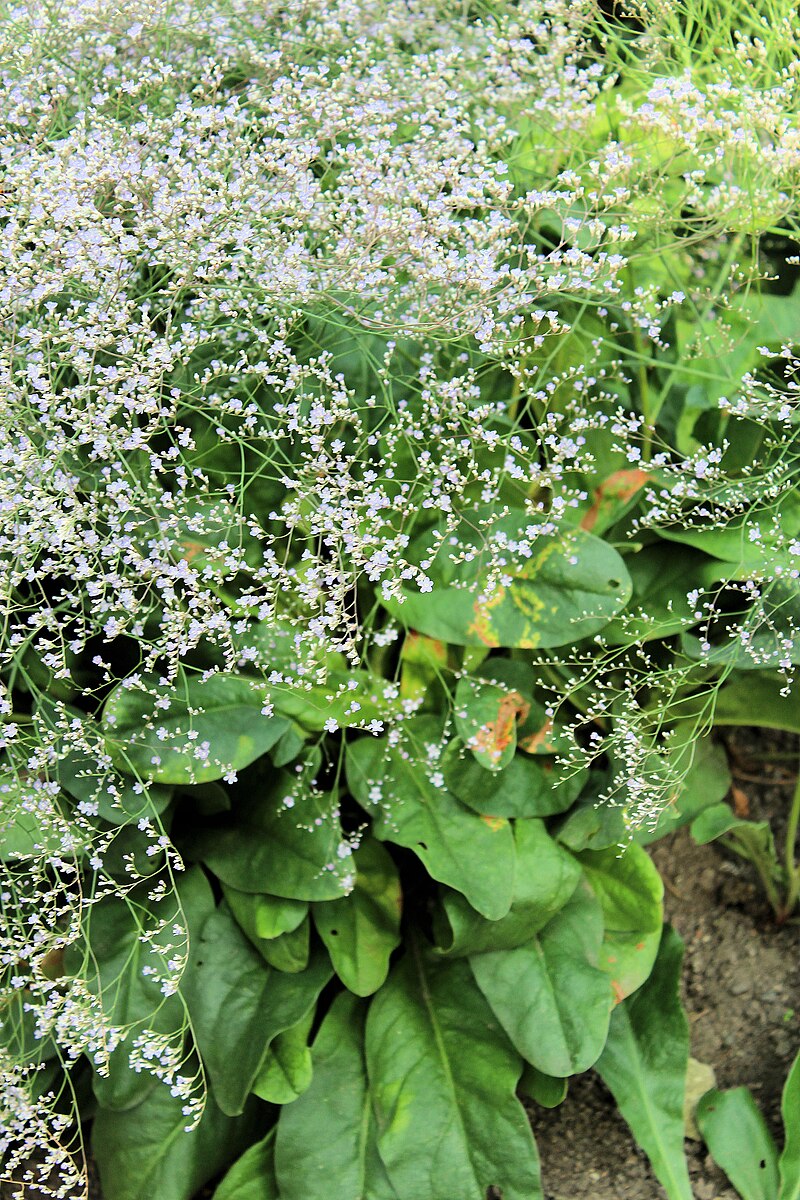 A close up image of a Limonium tataricum, commonly known as German statice, plant showing foliage and lilac-pink flowers.