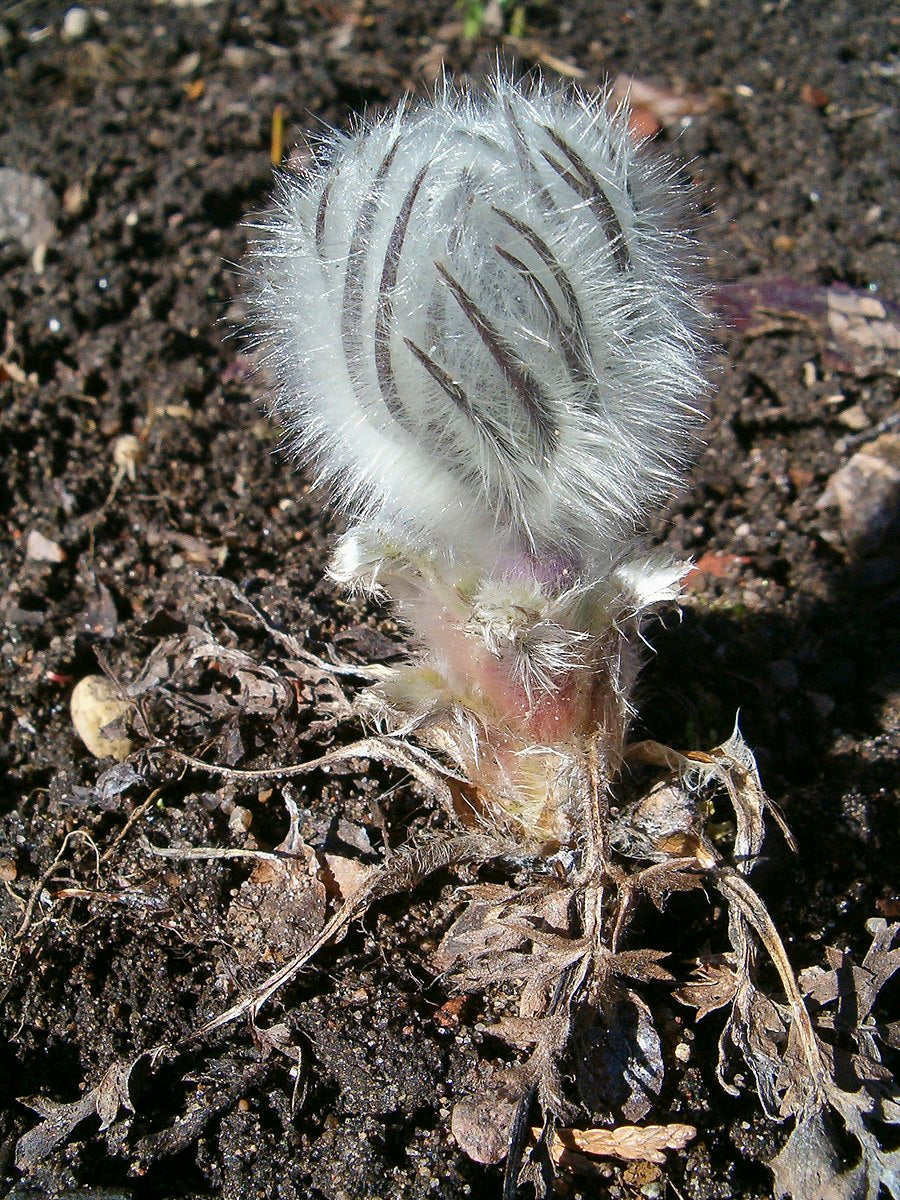 Pulsatill halleri bud