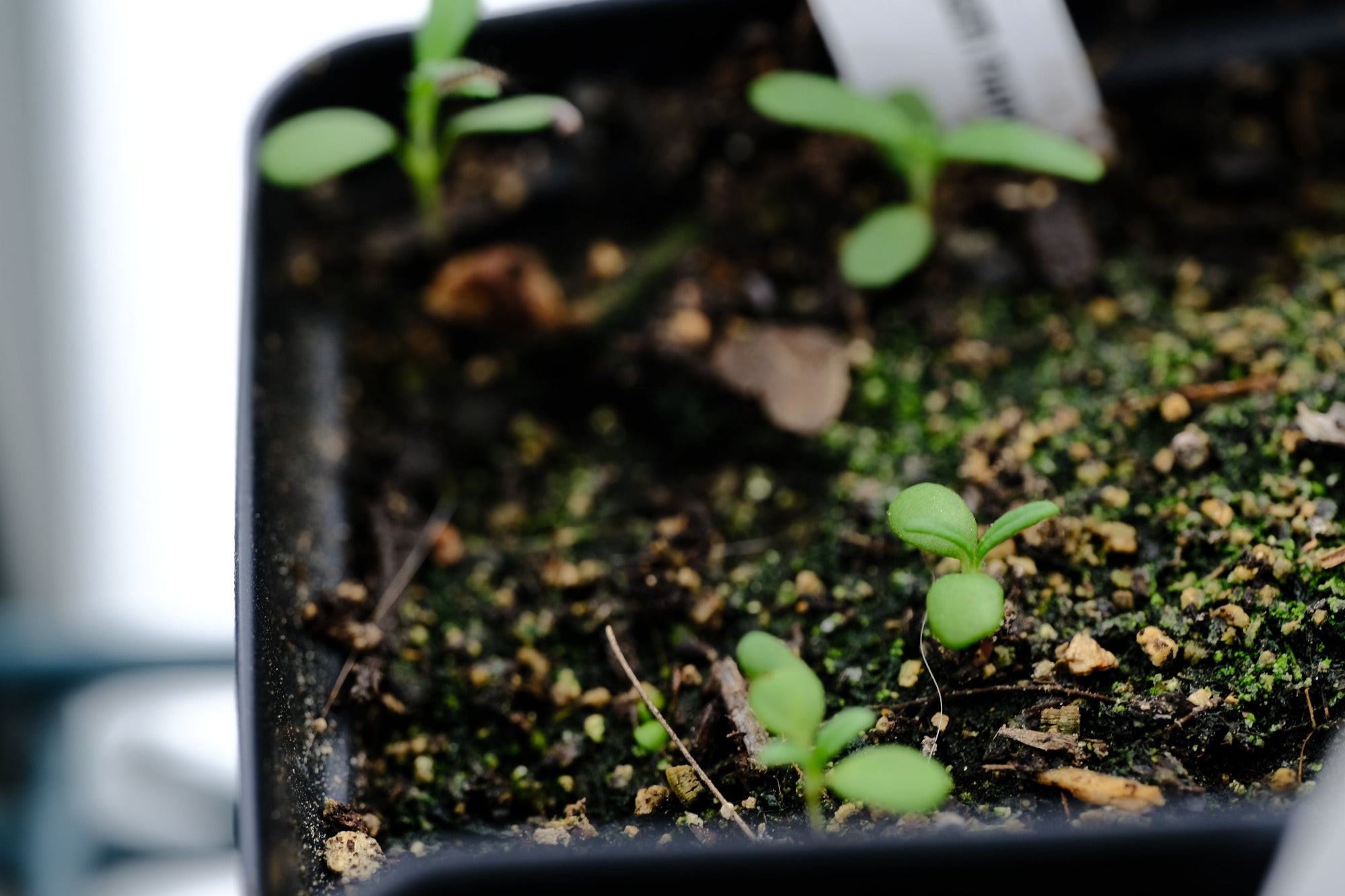Image of Helianthemum nummularia seedlings
