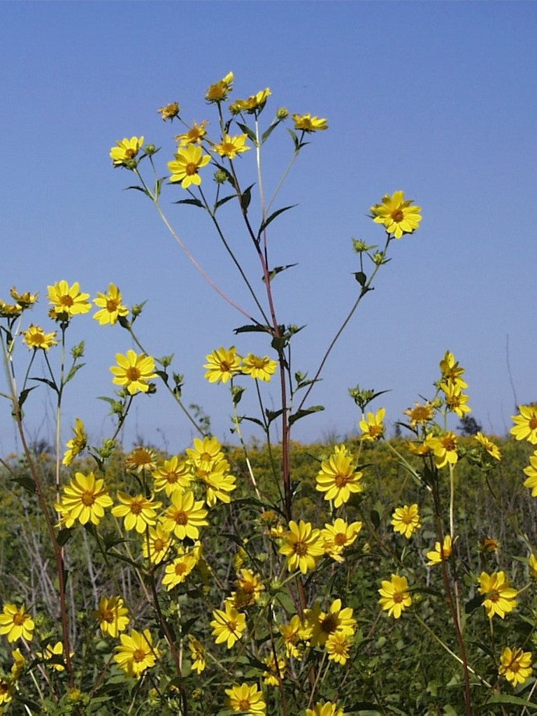 Helianthus giganteus | giant sunflower