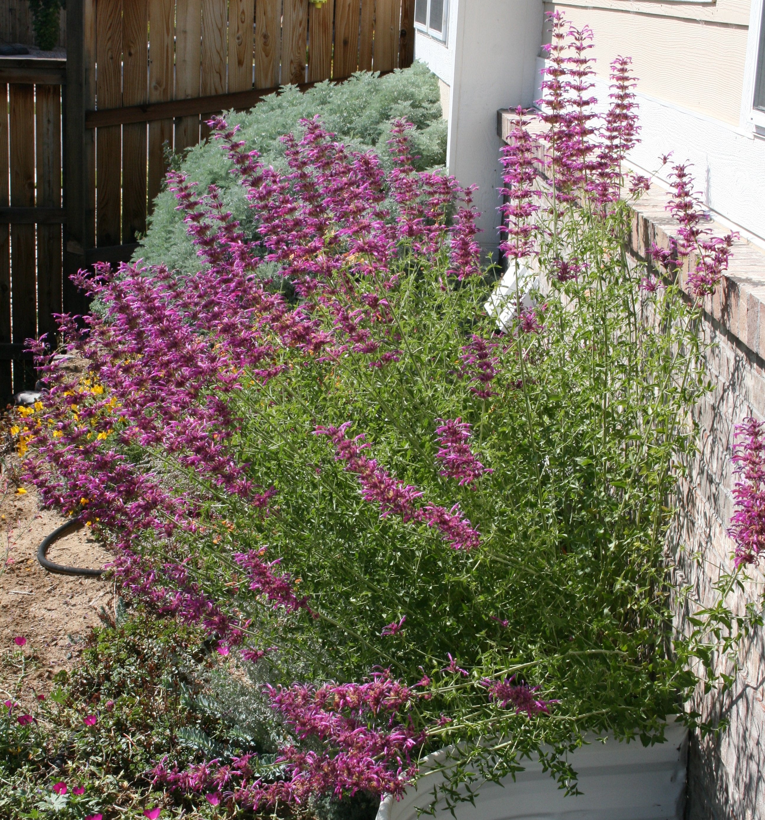 Hummingbird mint Agastache cana mosquito plant