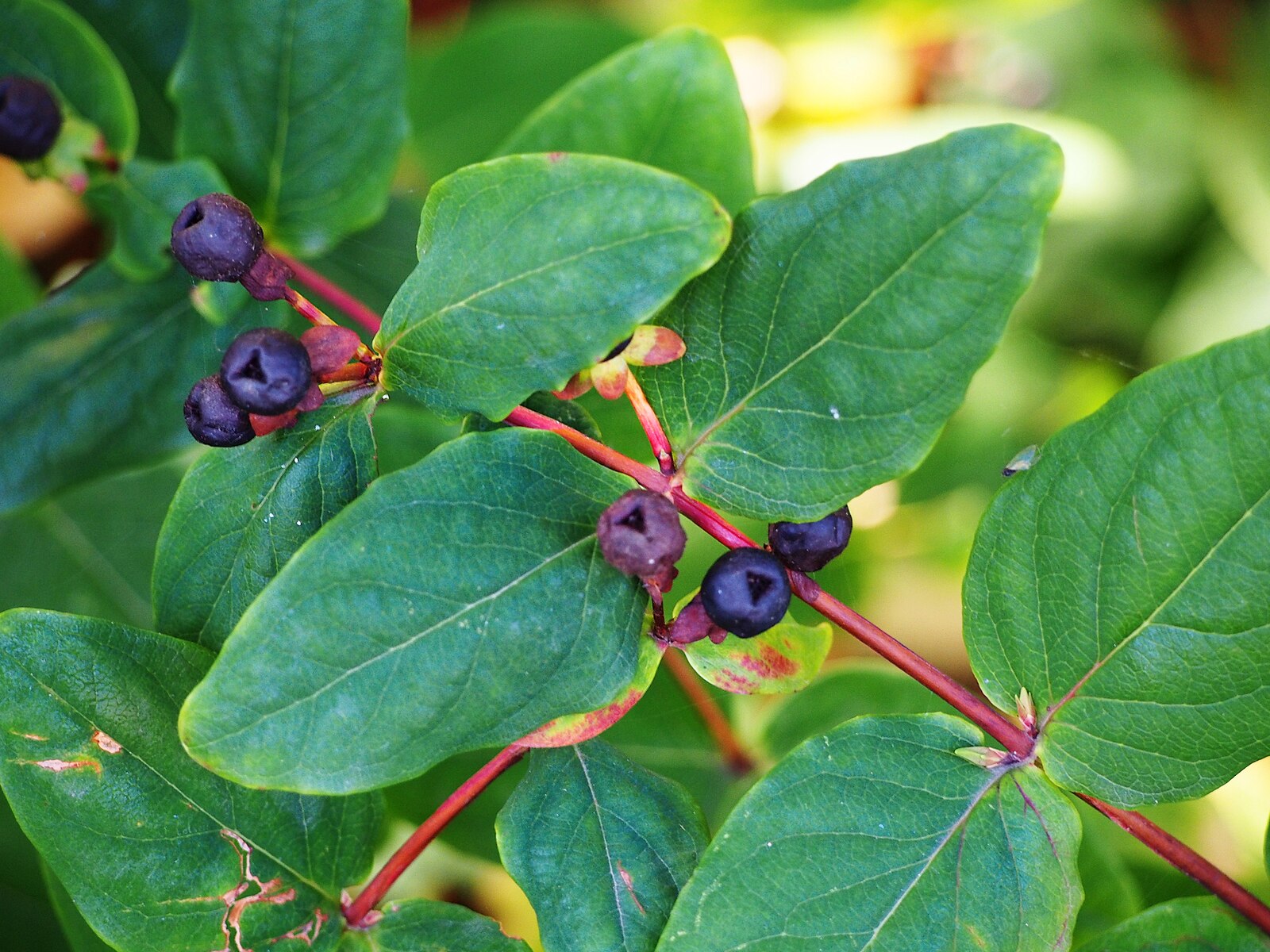 Close-up of green Hypericum androsaemum, commonly known as sweet amber, leaves with dark berries on a blurred natural background