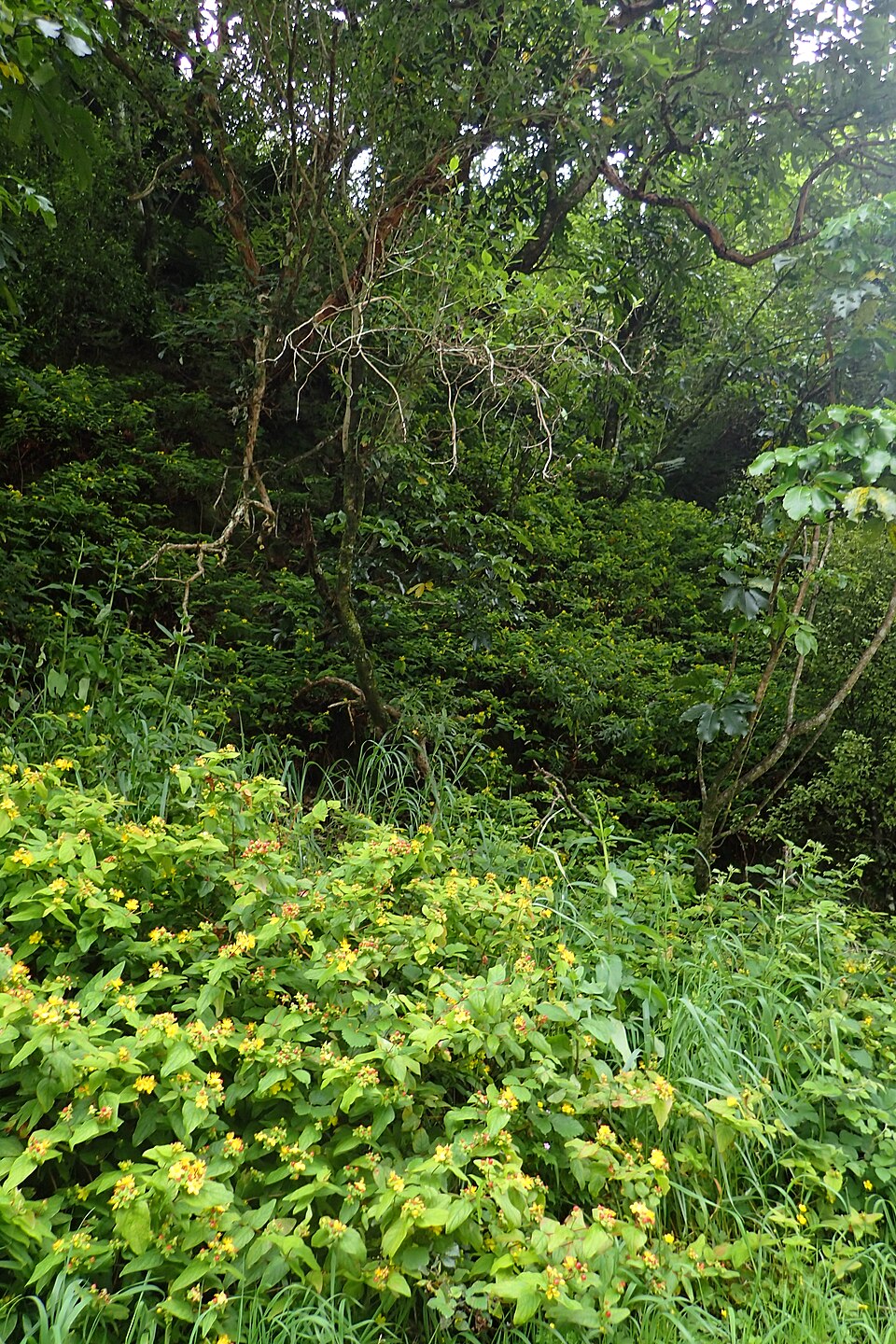Hypericum androsaemum, commonly known as sweet amber, in a wild garden setting.
