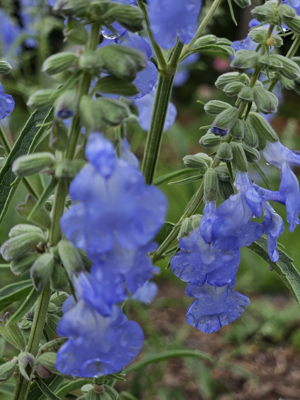 Salvia azurea (blue pitcher sage) flowers
