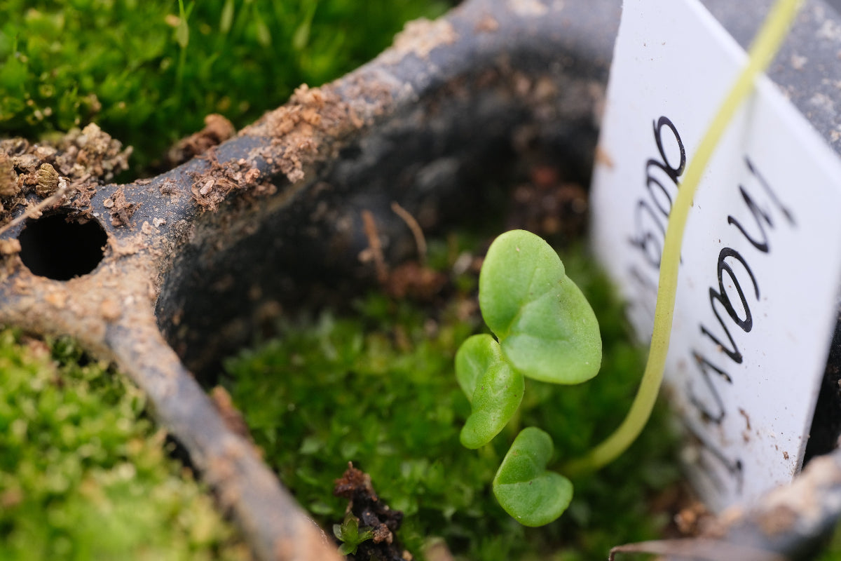 Incarvillea delavayi seedling