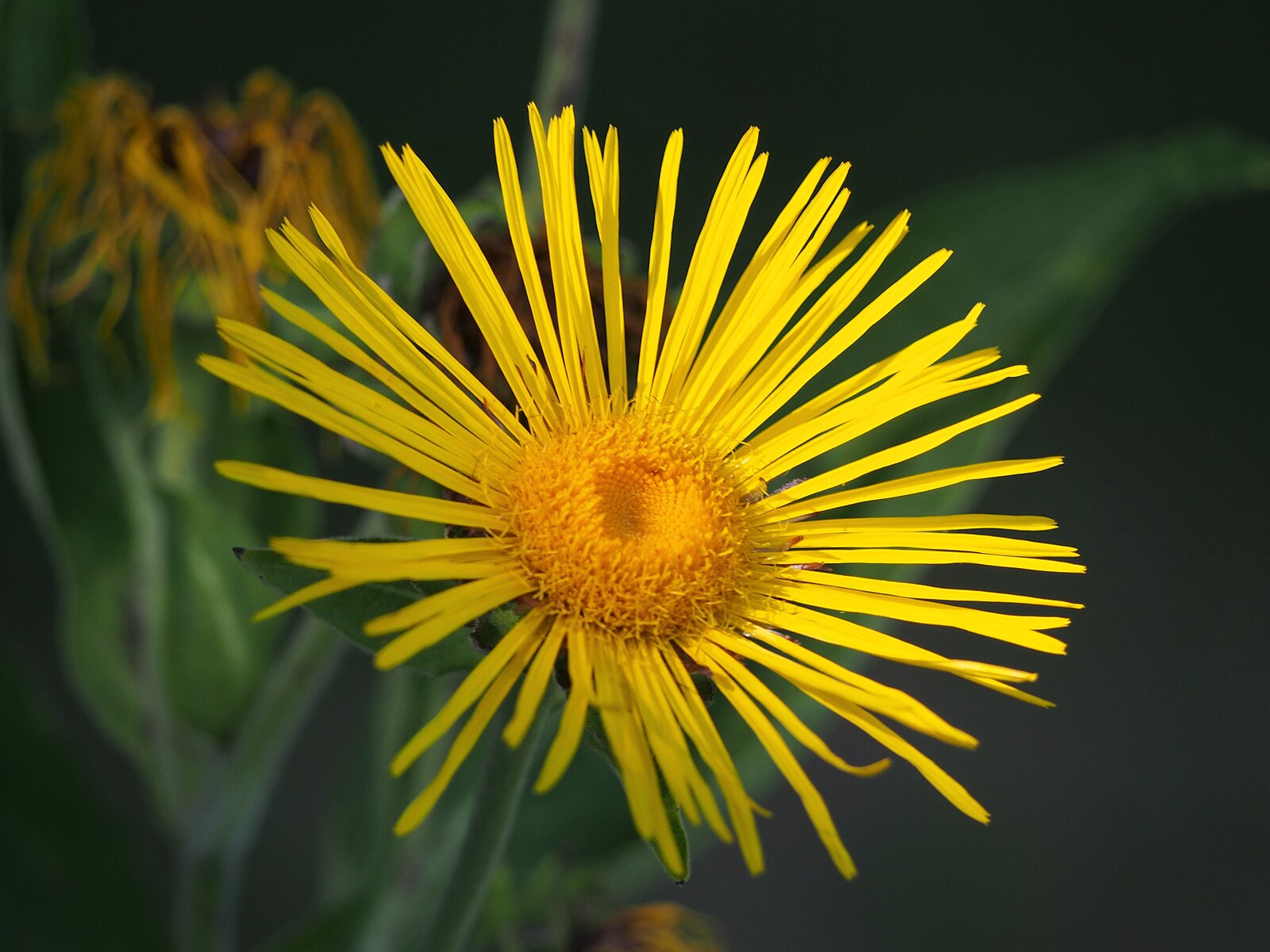 Close-up of a bright yellow Inula helenium, commonly known as elecampane, flower with a dark background