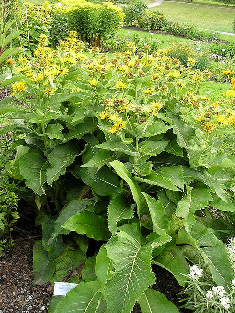 Green Inula helenium, commonly known as elecampane, plants with yellow flowers in a garden setting