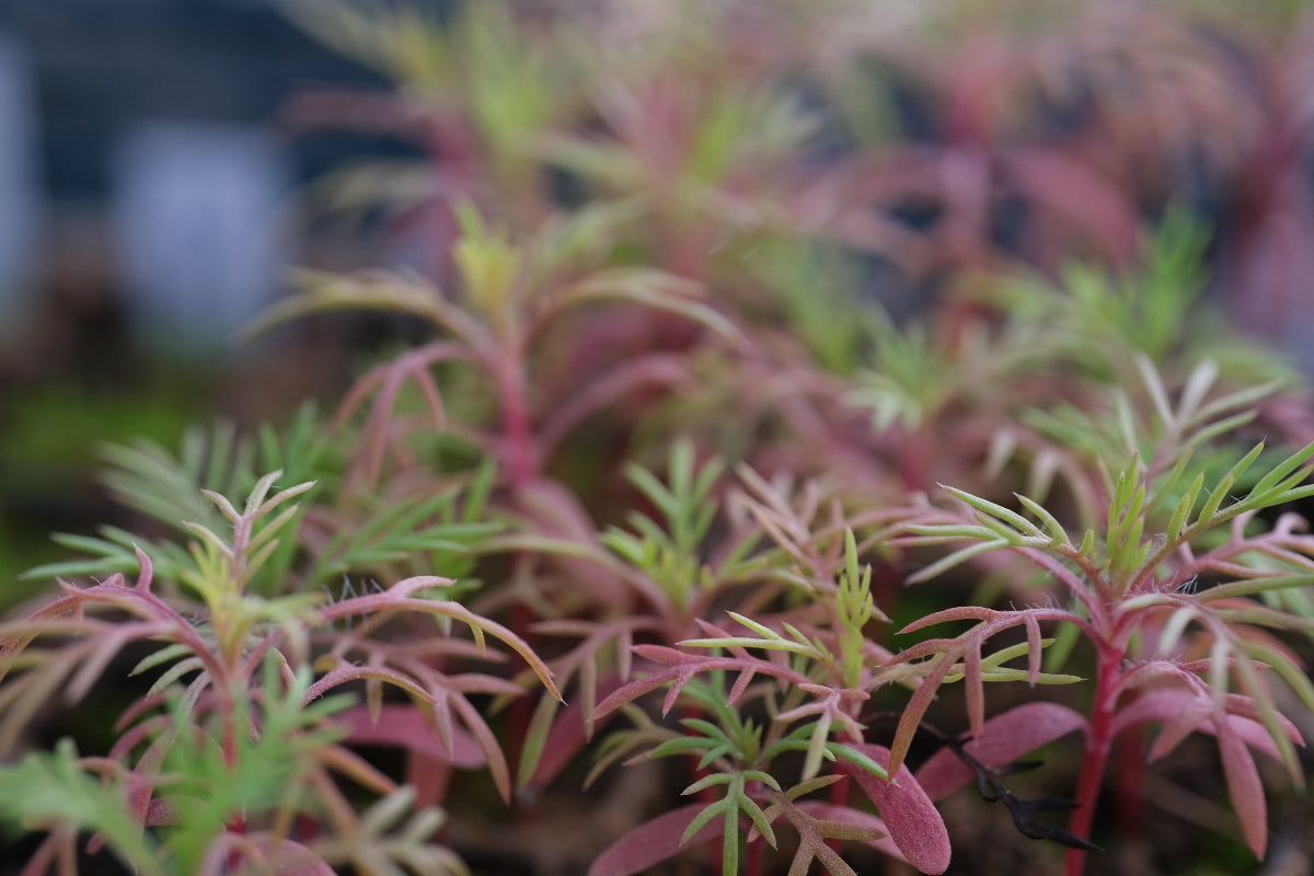 standing cypress seedling