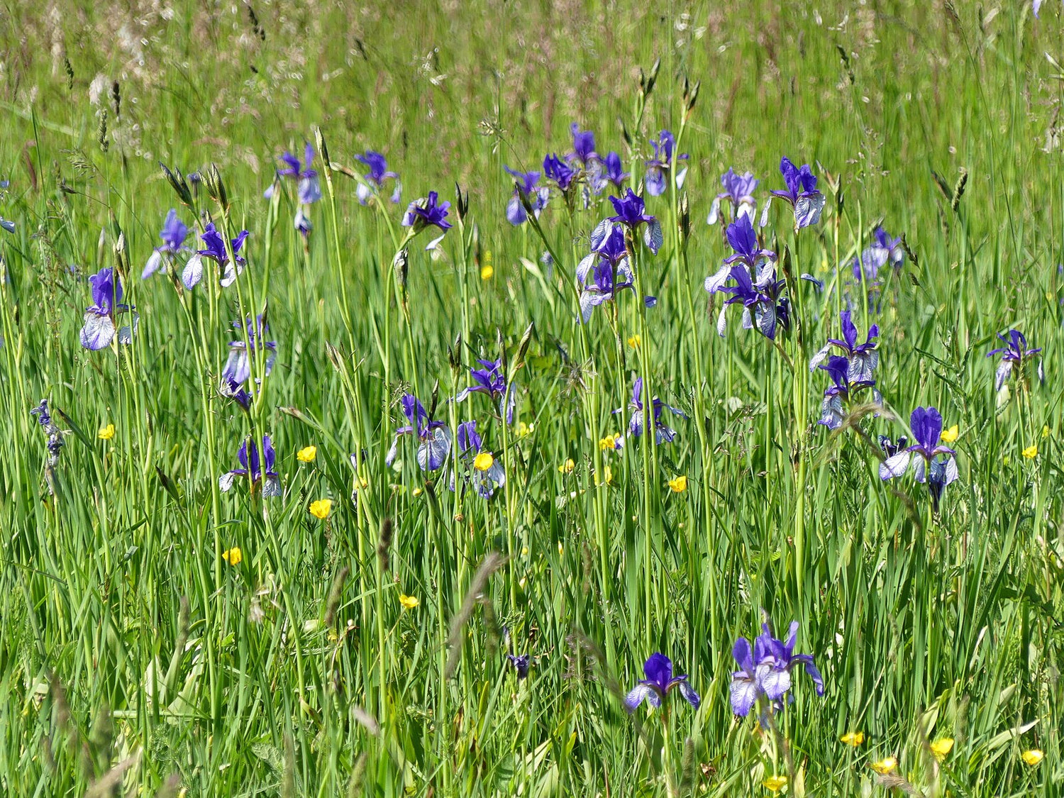 Field of tall green grass with purple Iris sibirica (Siberian iris) flowers and small yellow flowers.