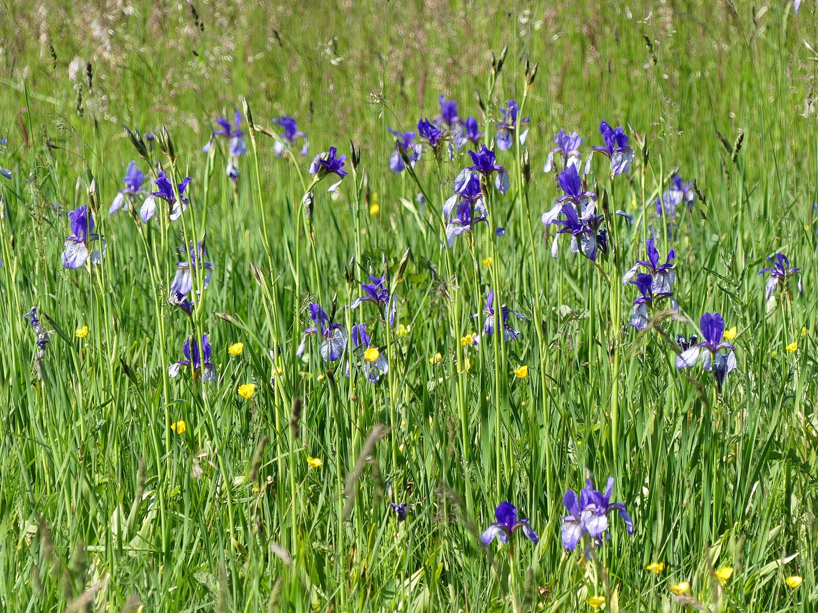 Field of tall green grass with purple Iris sibirica (Siberian iris) flowers and small yellow flowers.