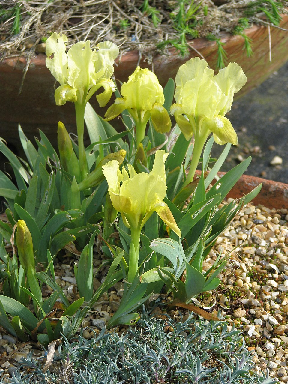 Yellow Iris attica, commonly known as Greek iris, flowers in a garden setting with pebbles and plants.
