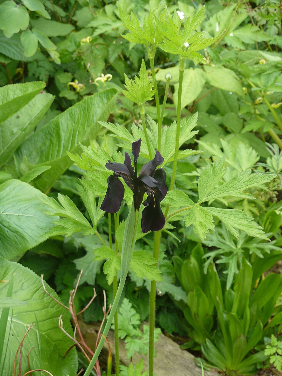 Close up of a single Iris chrysographes, commonly known as gold veined black iris, bloom against a green background.