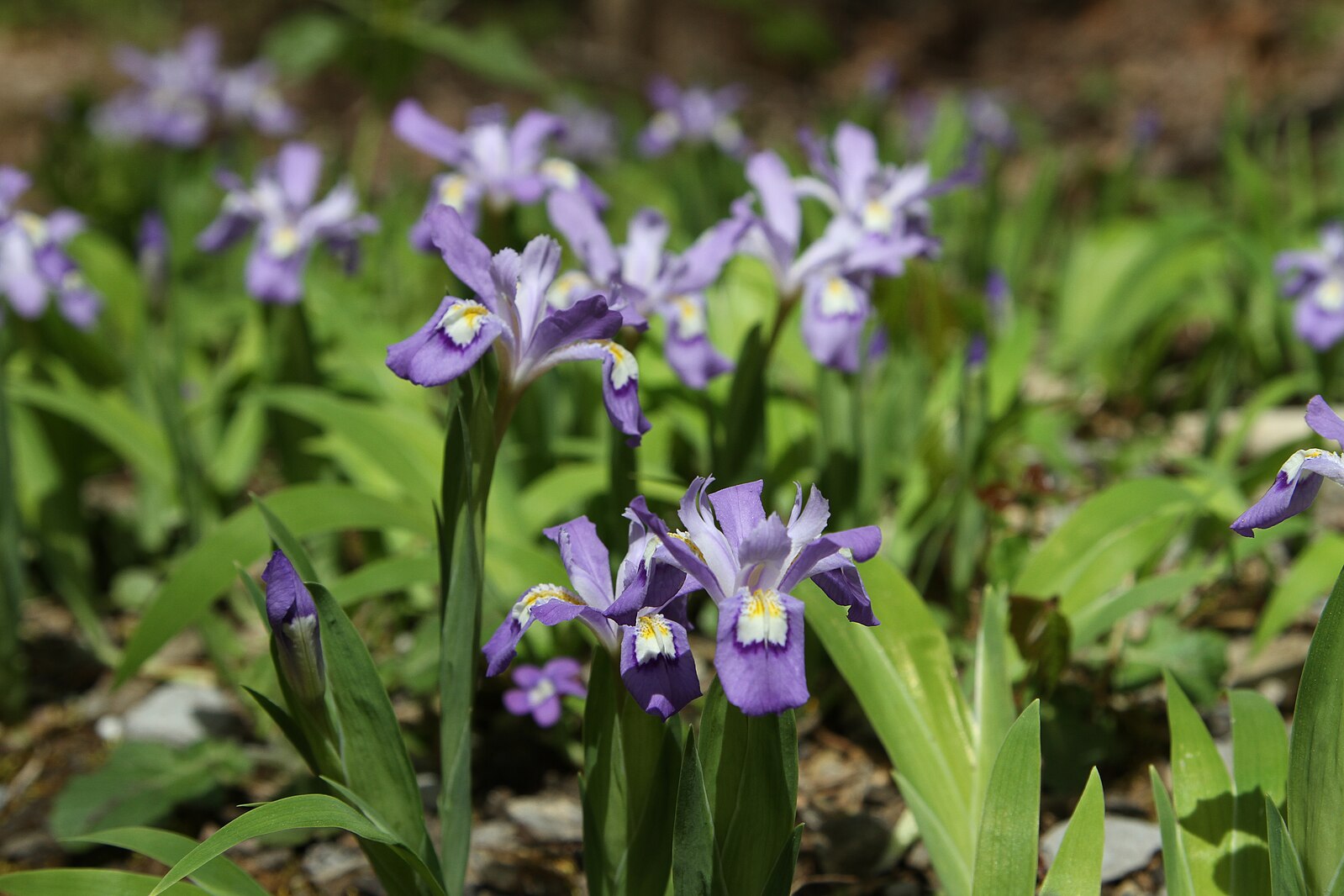 Iris cristata, commonly known as dwarf crested iris, blooming in spring.