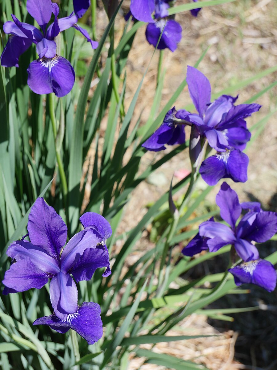 Iris sibirica (Siberian iris) purple flowers on green stems