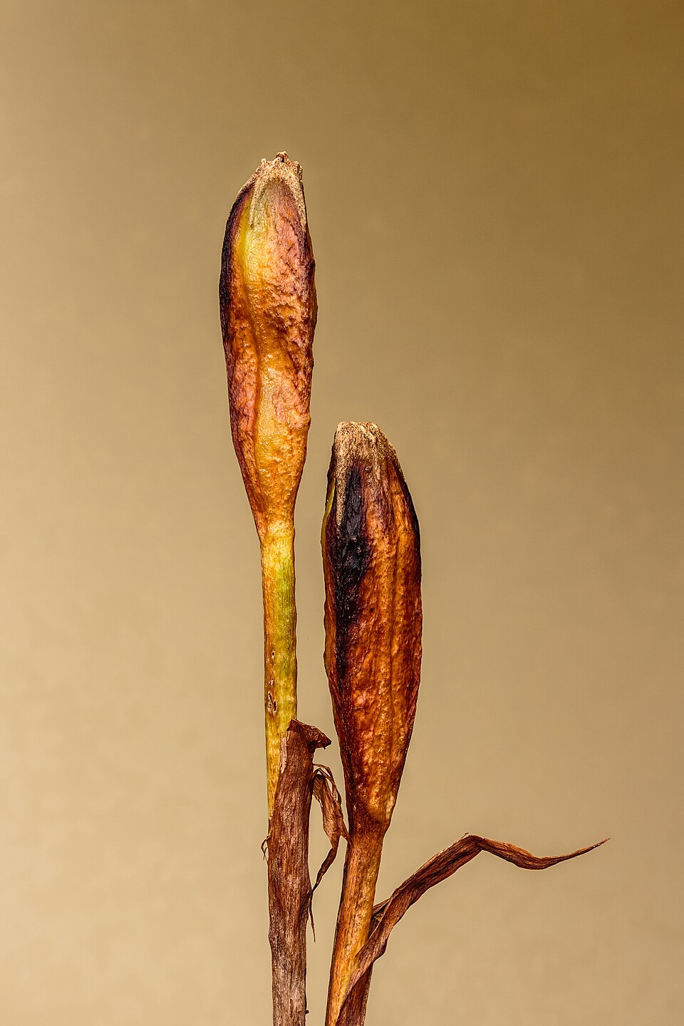 Dried plant seed pods of Iris sibirica (Siberian iris) with brown and yellow coloration on a beige background