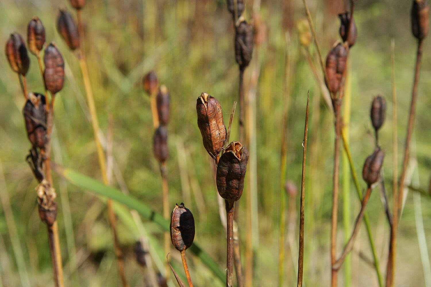 Iris sibirica brown seed pods standing in the garden
