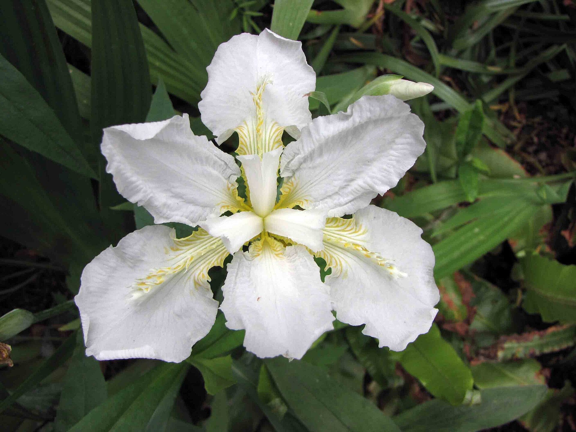 White Iris tectorum, commonly known as roof iris, flower with yellow centers surrounded by green leaves