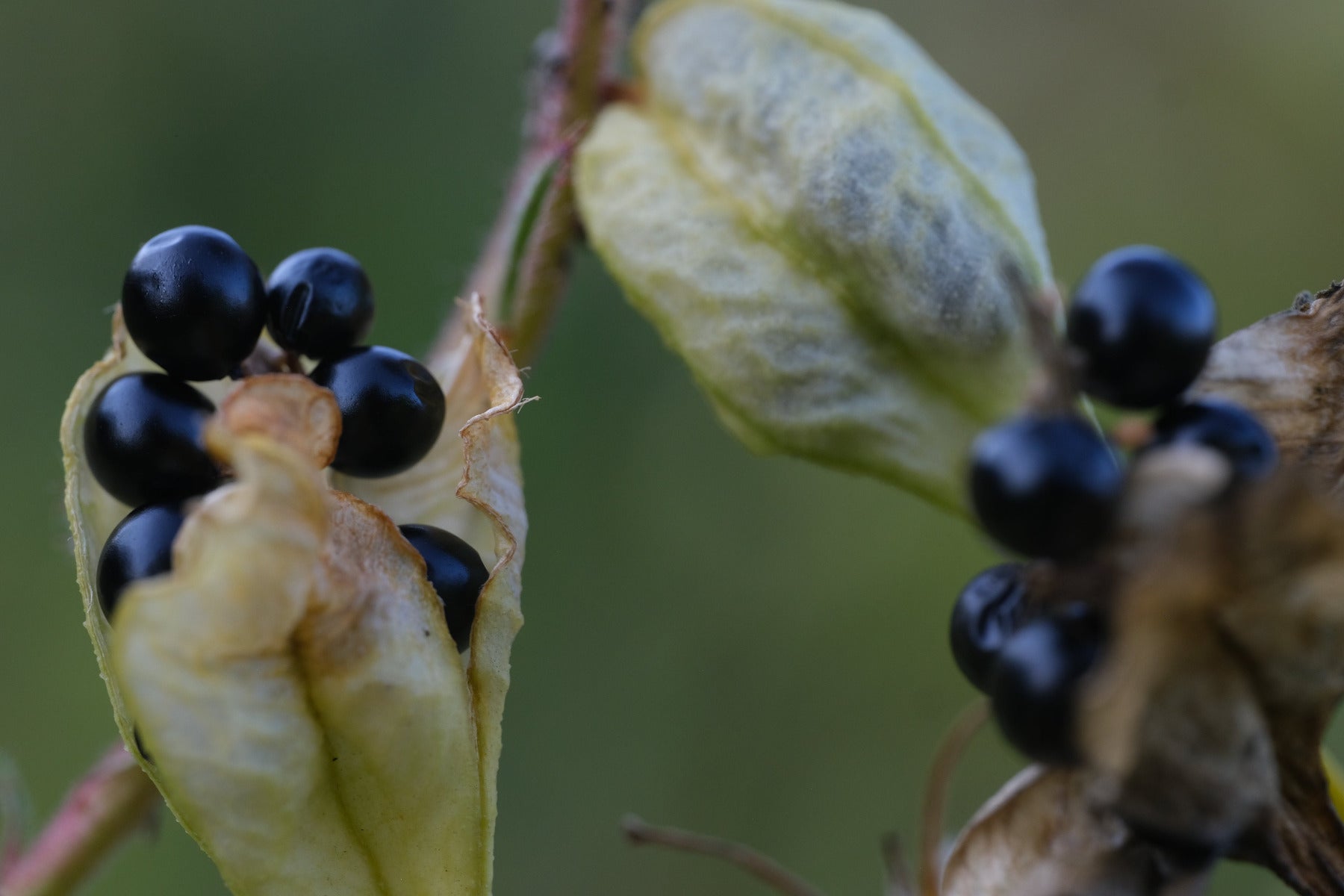 Close up of blue-black seeds of Iris domestic against a blurred green background.