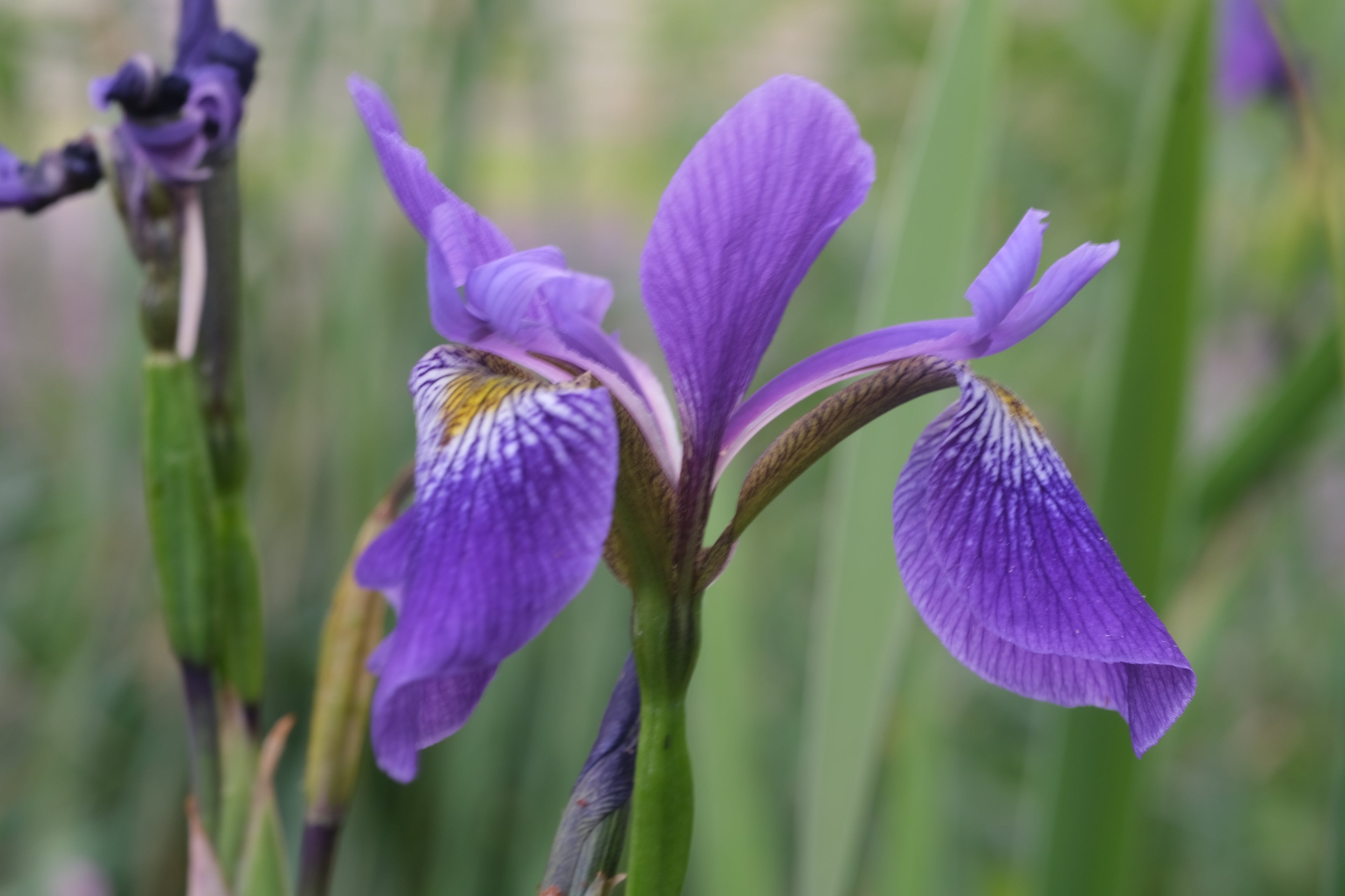 Purple blooms of Iris versicolor &
