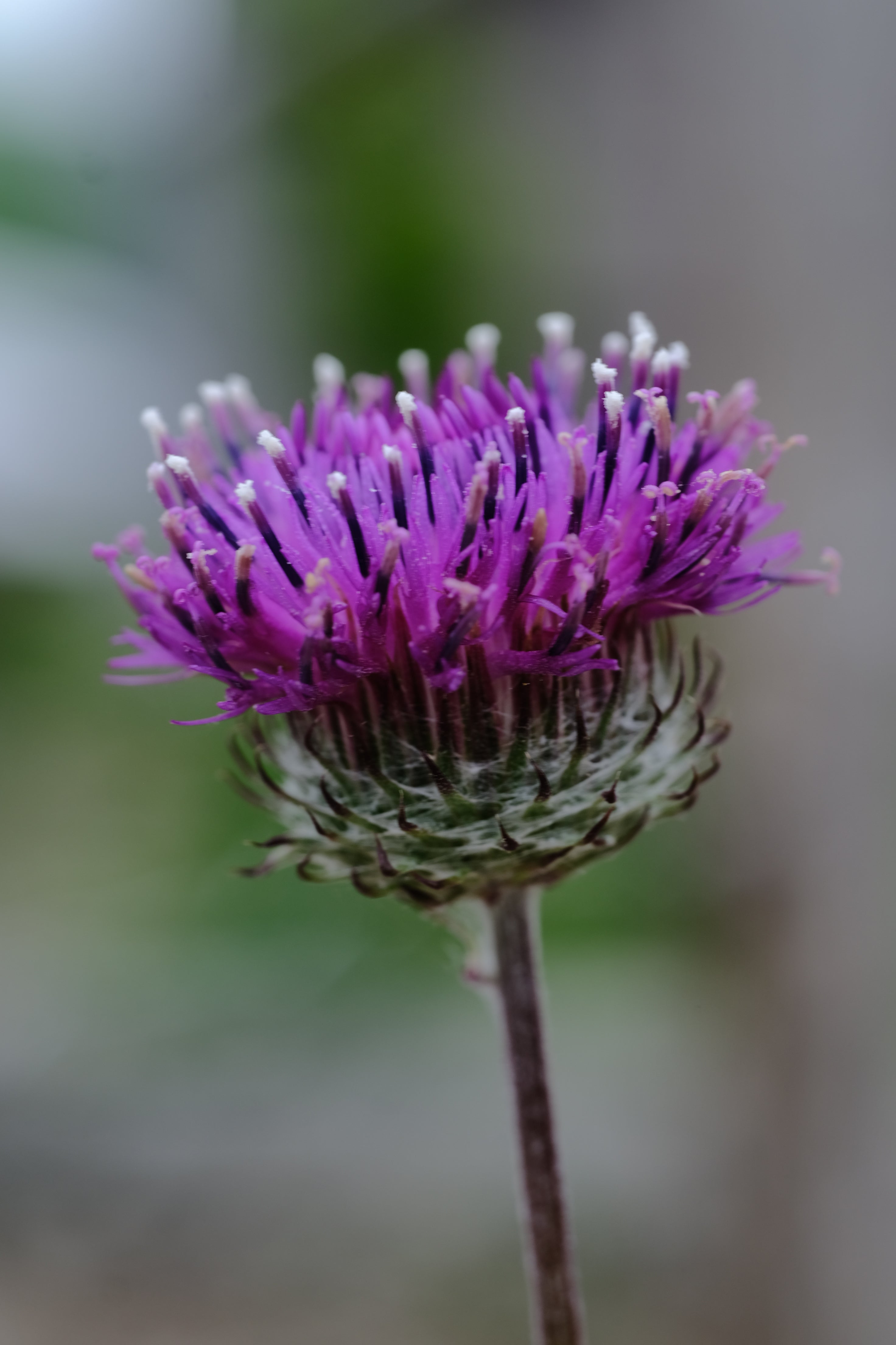 Jurinea lebedouri purple bloom at The Old Dairy Nursery