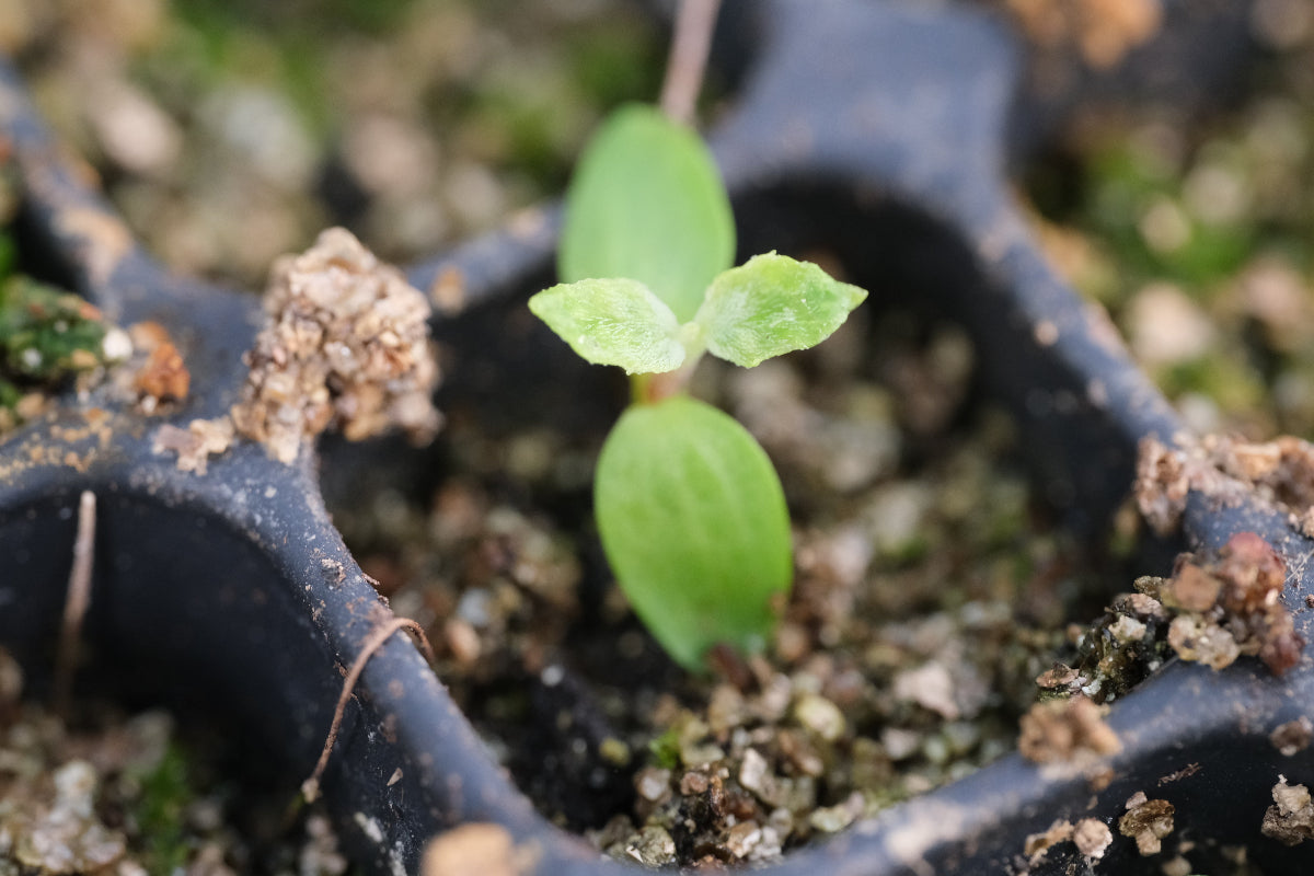 Kirengeshoma seedling