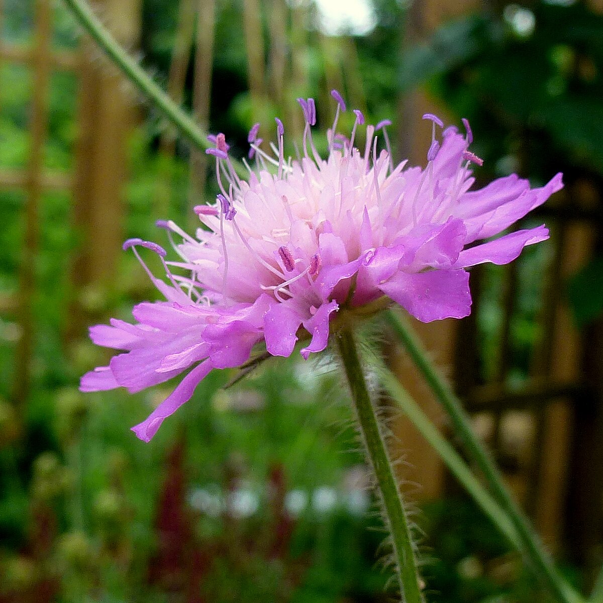 Close-up of a pink Knautia macedonica &