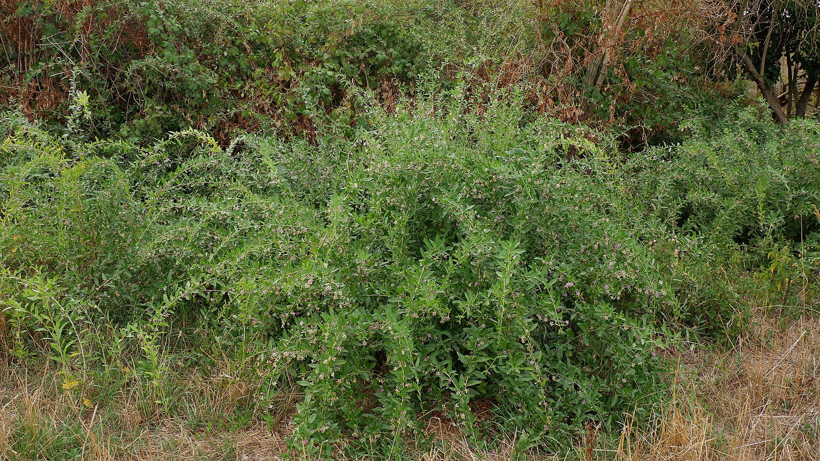 Tall green Lycium barbarum, commonly known as goji berry, shrubs growing in a field with dry grass at the base