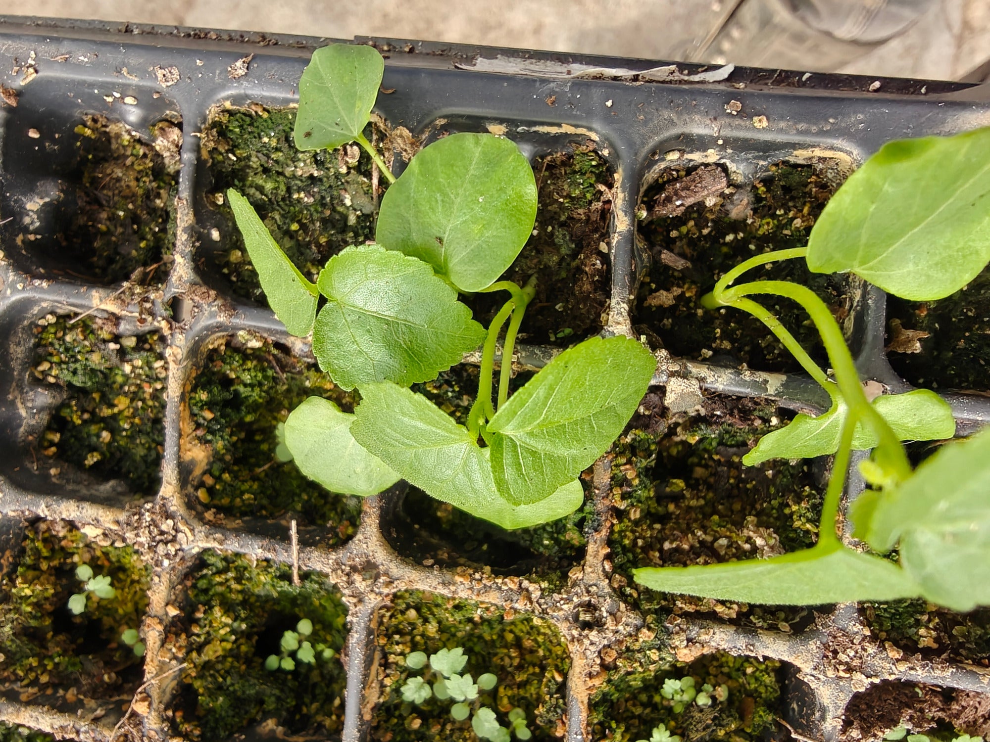 Small green Kostelyzka seedling sprouting from a seedling tray with soil and vermiculite.