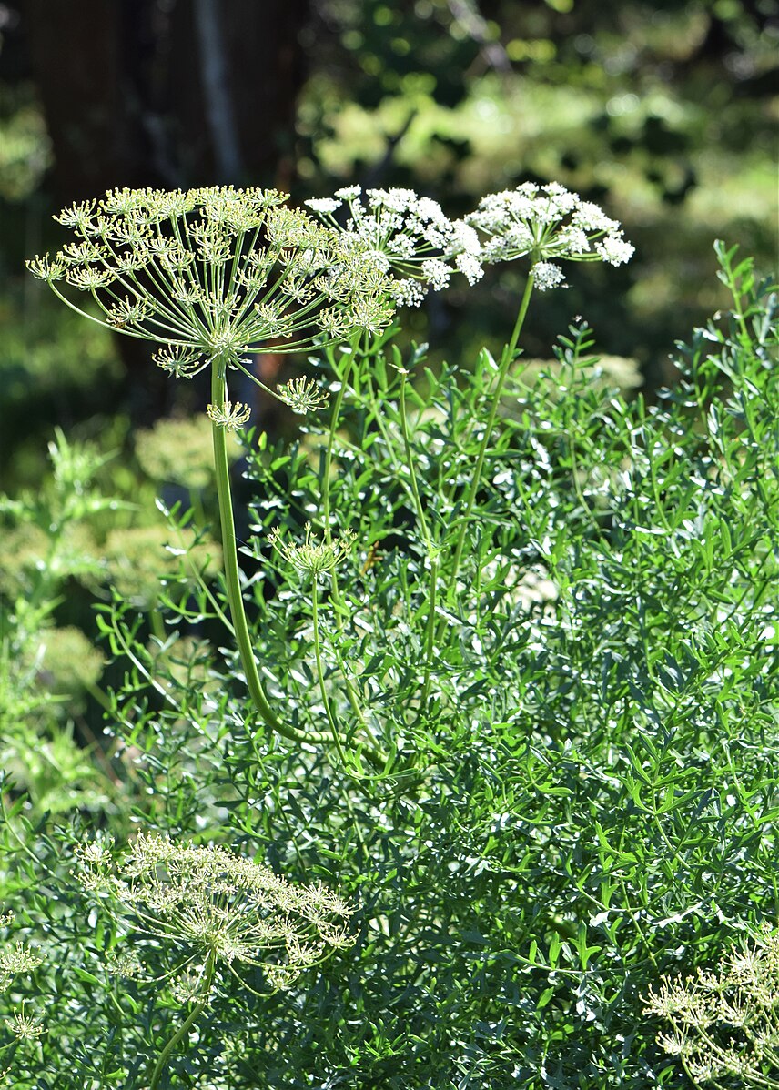 Laserpitium gallicum (French laserwort) in bloom