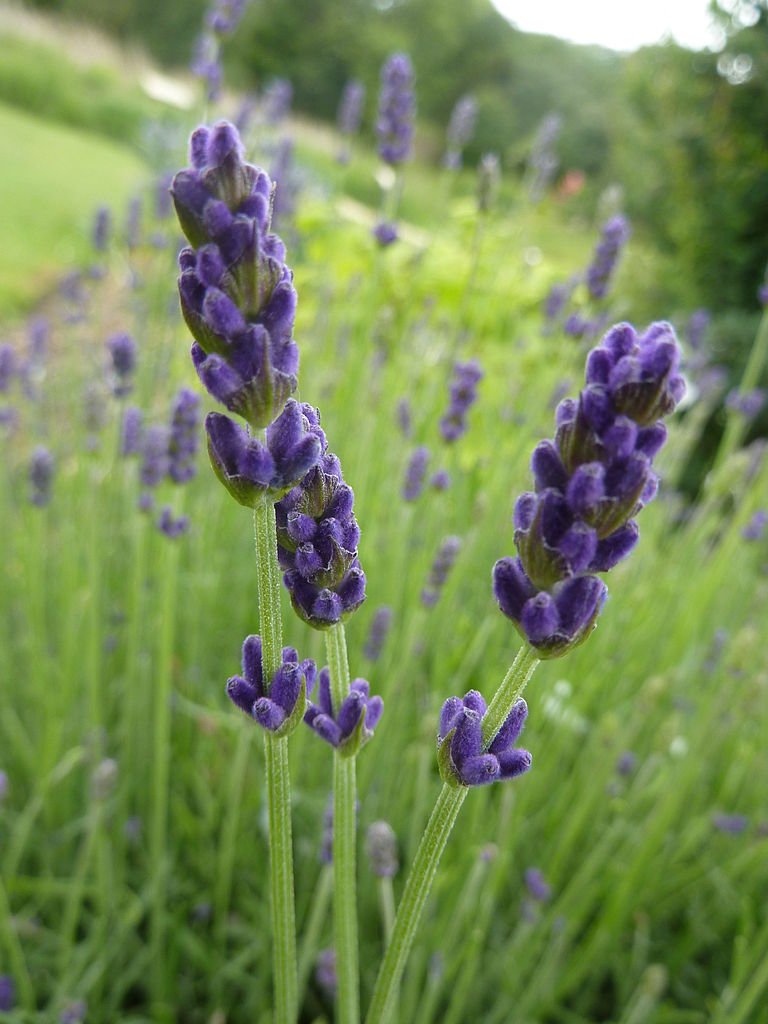 hidcote superior lavender seeds Lavandula angustifolia 'Hidcote Superior'