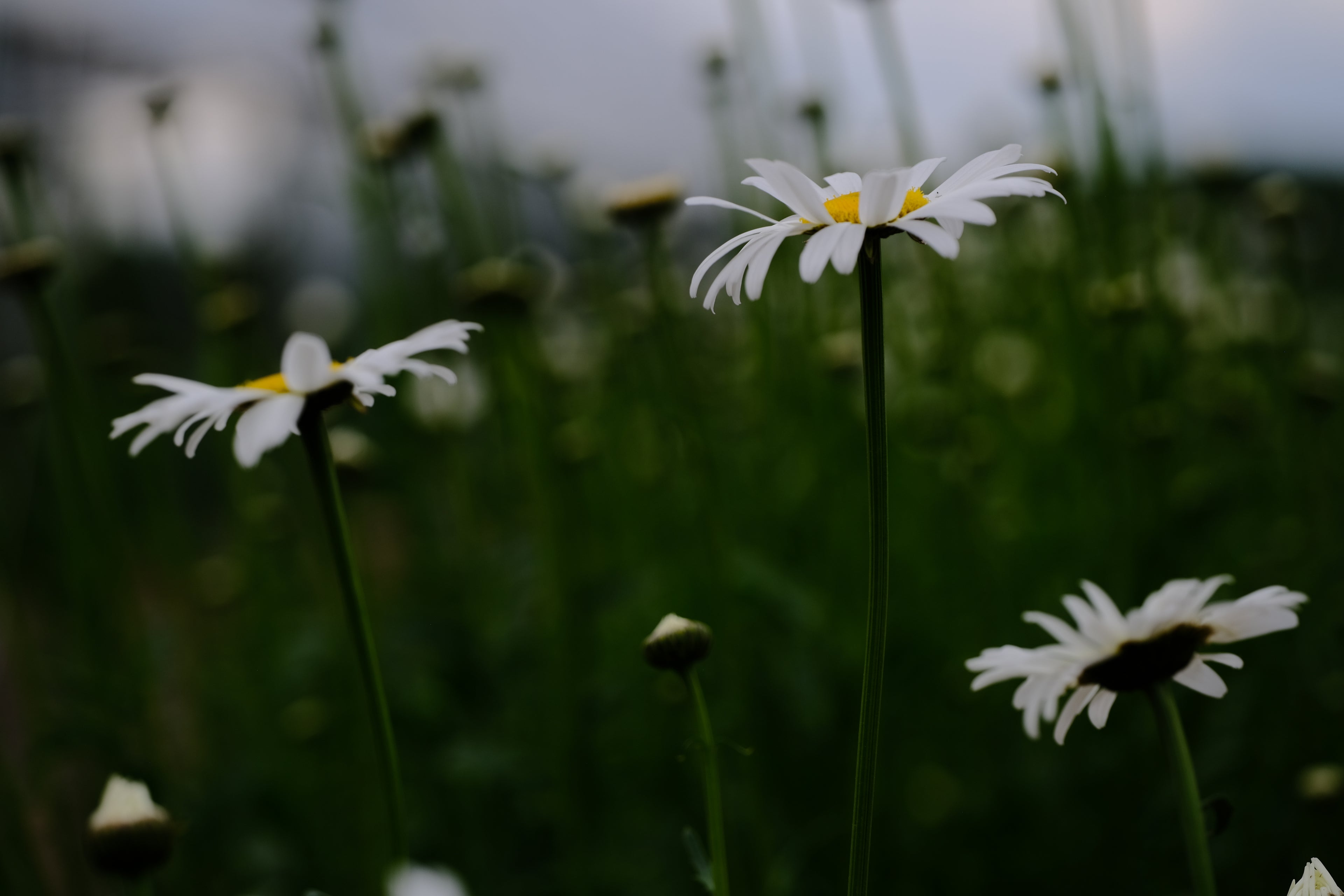 Leucanthemum vulgare &