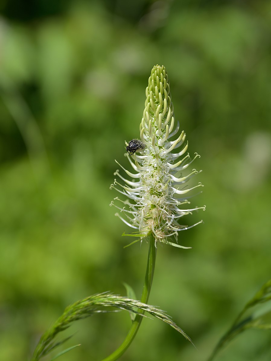 Phyteuma spicatum (spiked rampion) bloom with pollinator