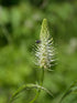 Phyteuma spicatum (spiked rampion) bloom with pollinator
