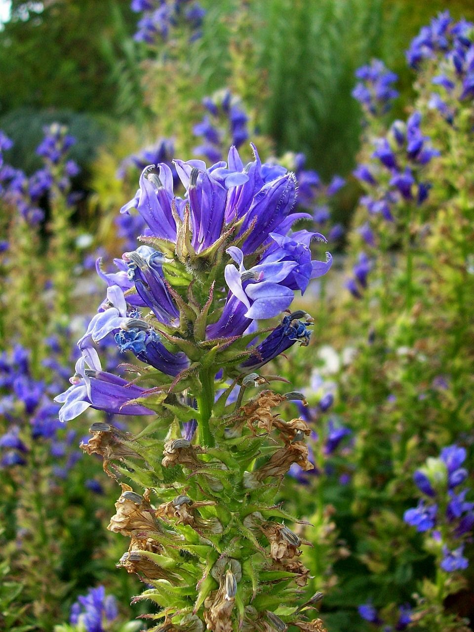 blue cardinal flower seeds Lobelia siphilitica