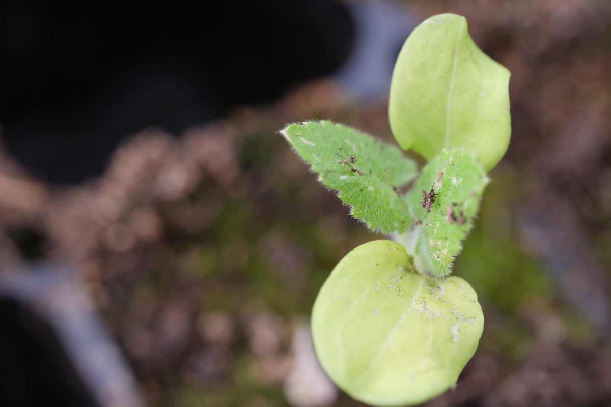 lunaria seedling