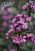 Lunaria annua &