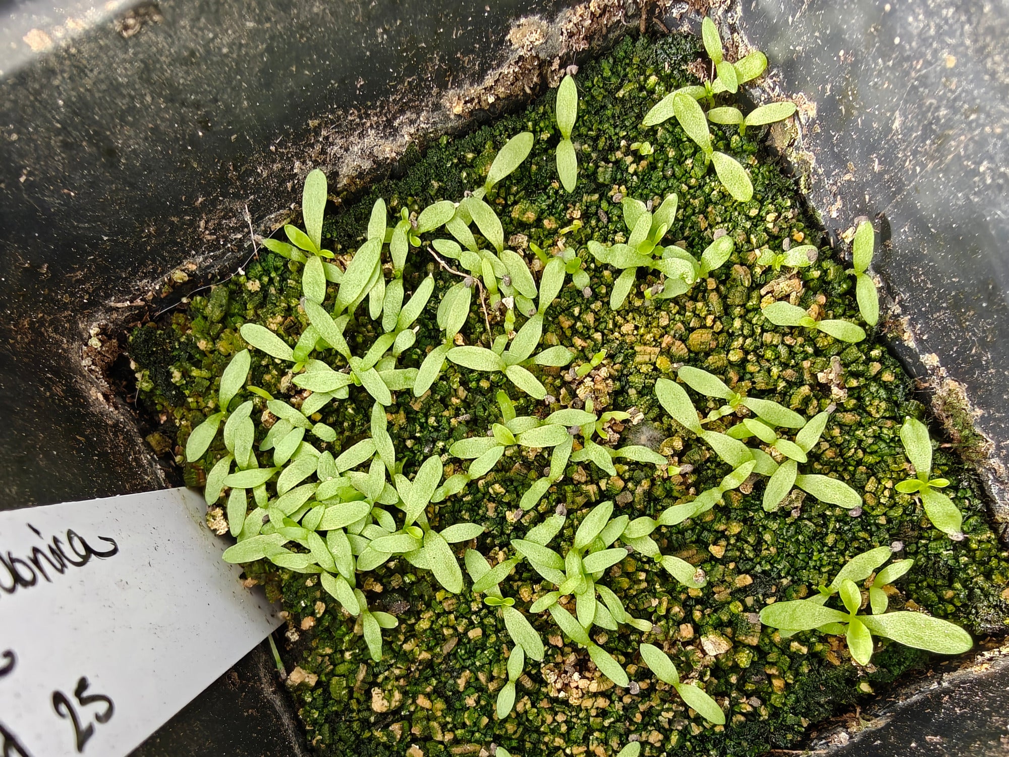 Image of small green Lychnis chalcedonica seedlings in a black pot with soil