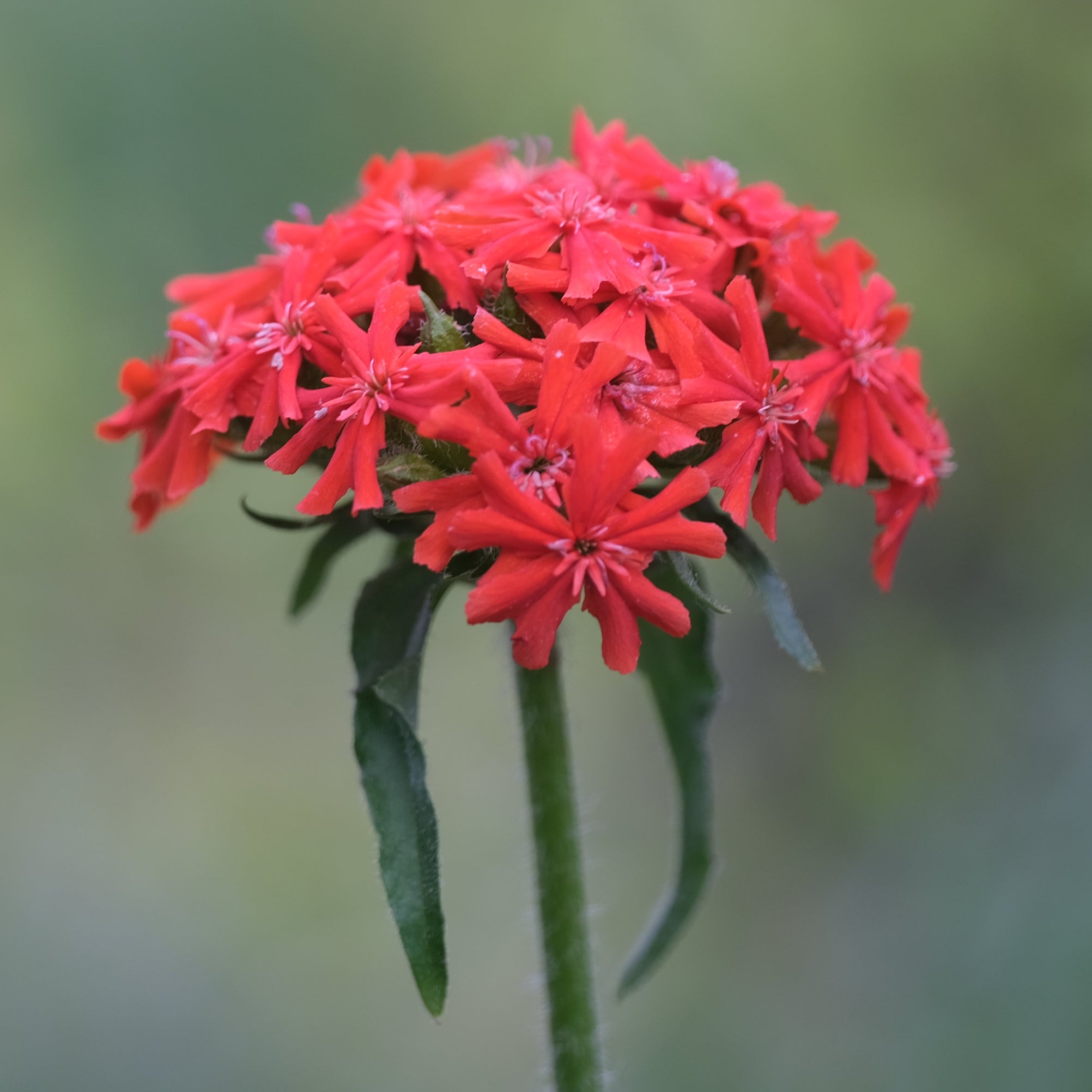 Close-up of red Lychnis chalcedonica, commonly known as Maltese cross, flowers with a blurred green background