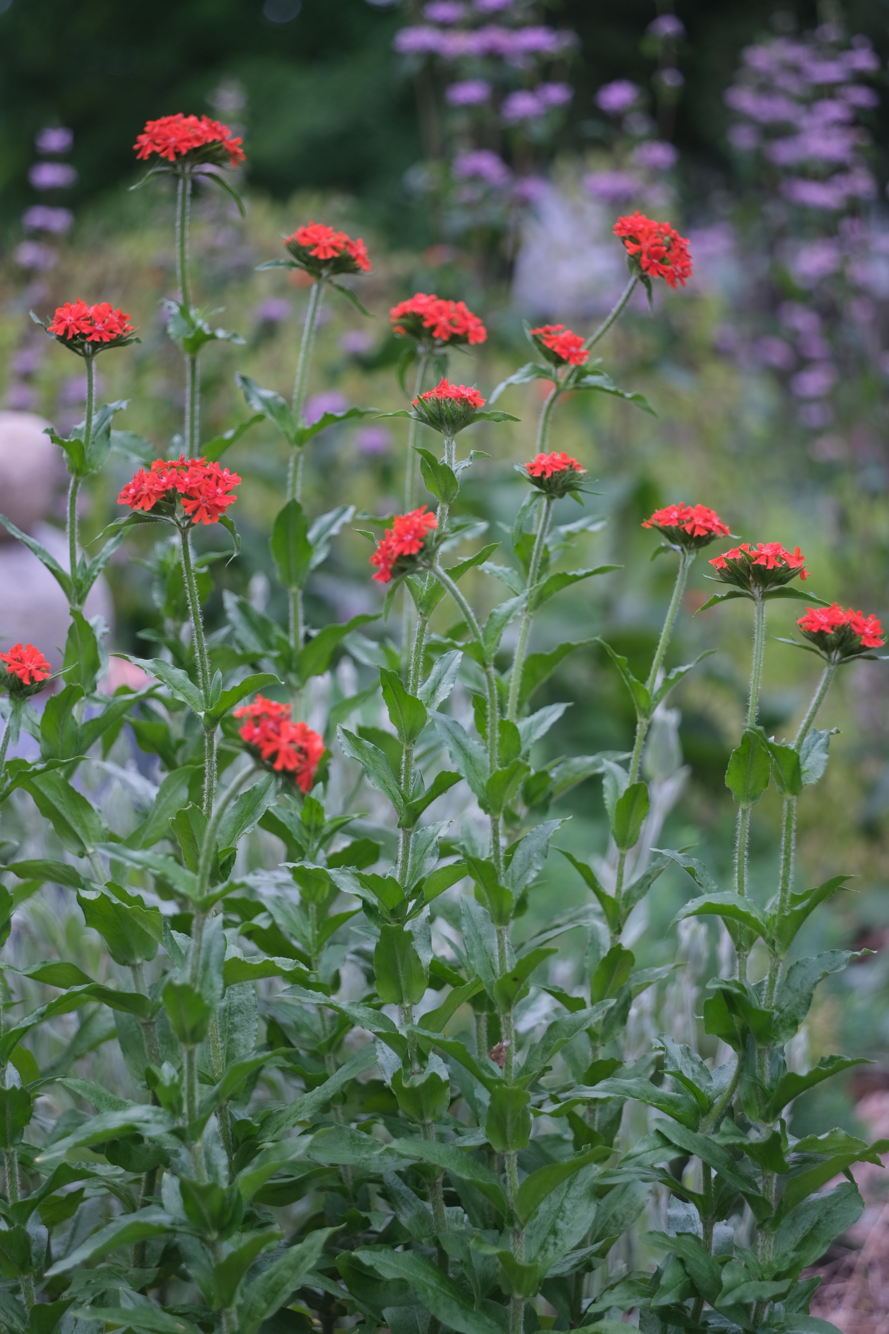 Red Lychnis chalcedonica, commonly known as Maltese cross, flowers with green leaves in a garden setting