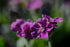 Lychnis flos-jovis nana &