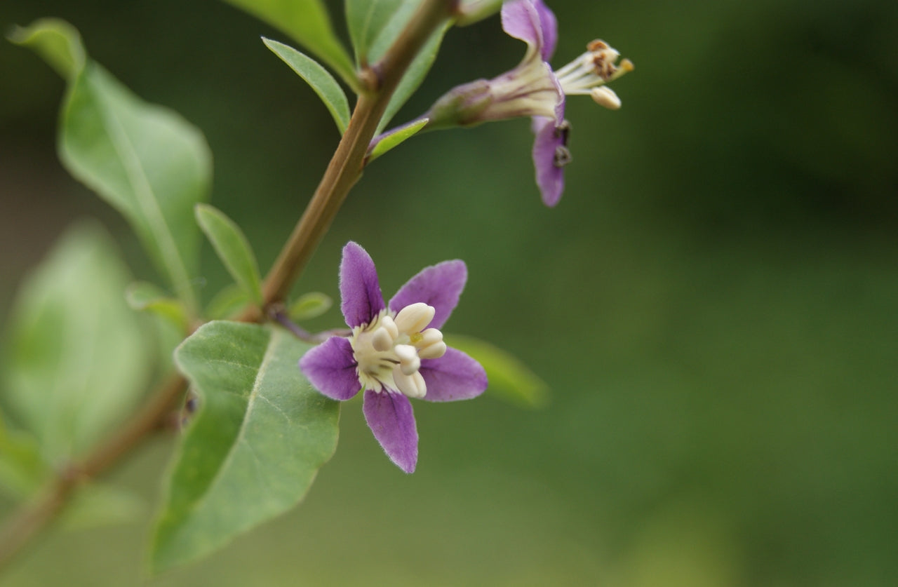 Close-up of purple Lycium barbarum, commonly known as goji berry, flowers with green leaves on a blurred green background