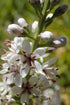 Close-up of willow-leaved loosestrife flowers with both open and closed buds, showcasing the white petals and yellow centers.