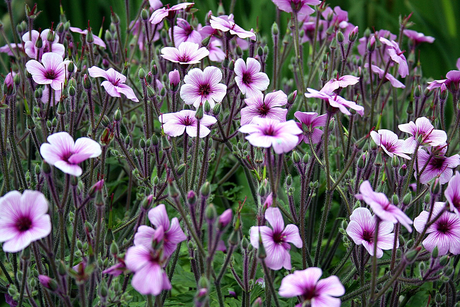 Geranium maderense | giant herb-robert